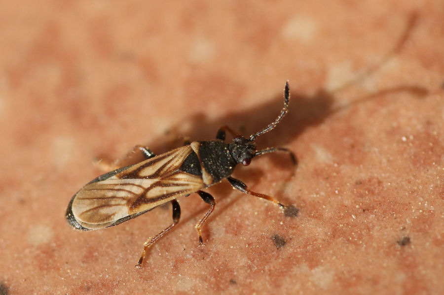 Lygaeidae: Ischnodemus sabuleti,  del Bolognese
