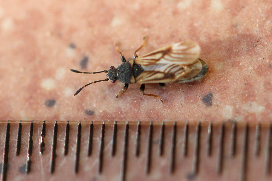 Lygaeidae: Ischnodemus sabuleti,  del Bolognese