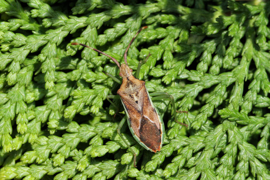 Coreidae: Gonocerus juniperi dell''Emilia (BO)