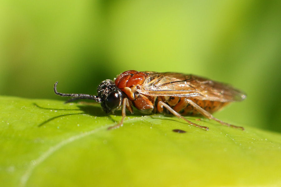 Altro Tenthredinide da id.: Periclista albida