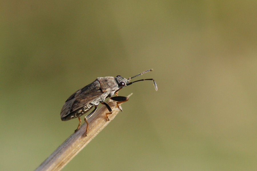Lygaeidae: quale Peritrechus? P.gracilicornis