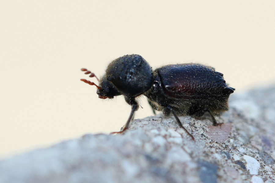 Bostrichidae: Sinoxylon sexdentatum?