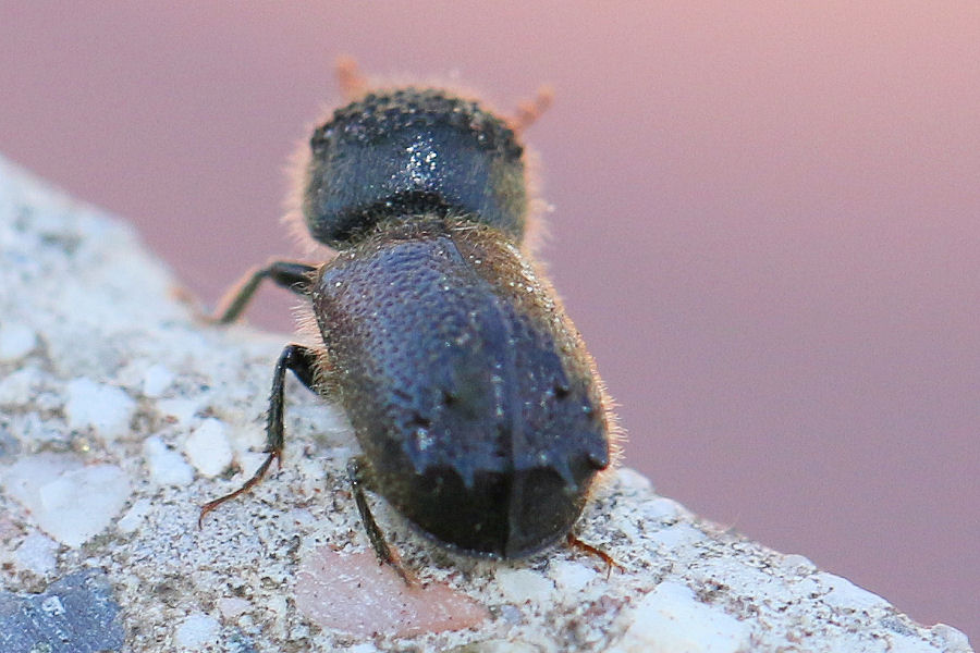 Bostrichidae: Sinoxylon sexdentatum?