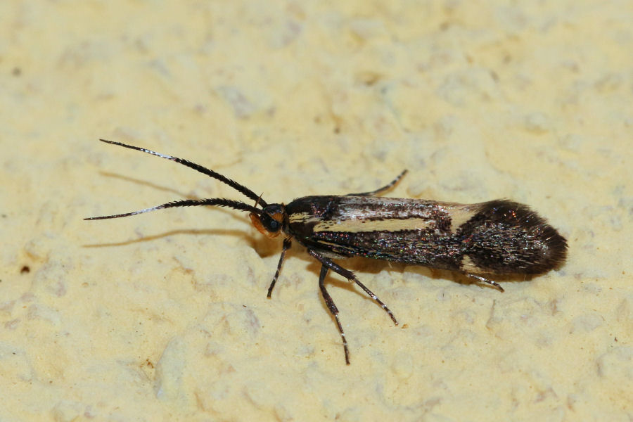 Microlepidoptera  da id.- Esperia sulphurella