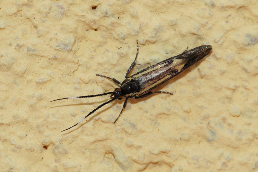 Microlepidoptera  da id.- Esperia sulphurella