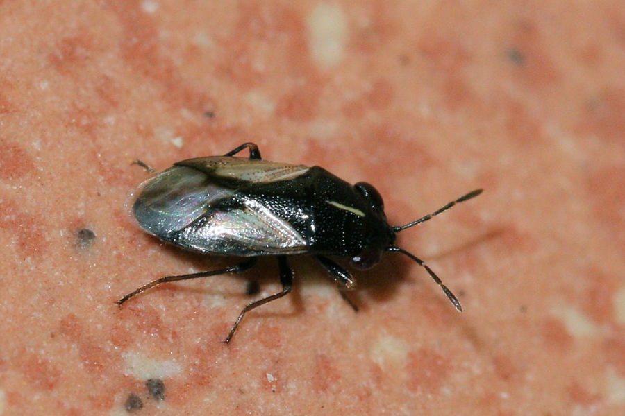 Lygaeidae: Geocoris lineola dell''Emilia (BO)