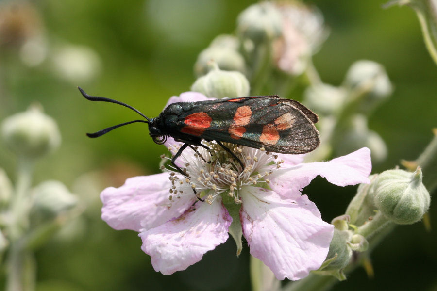 dubbio su Zygaena sp.