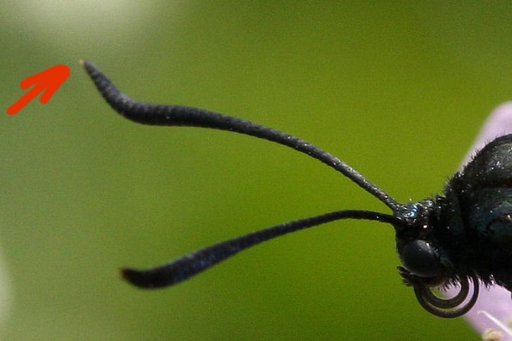 dubbio su Zygaena sp.