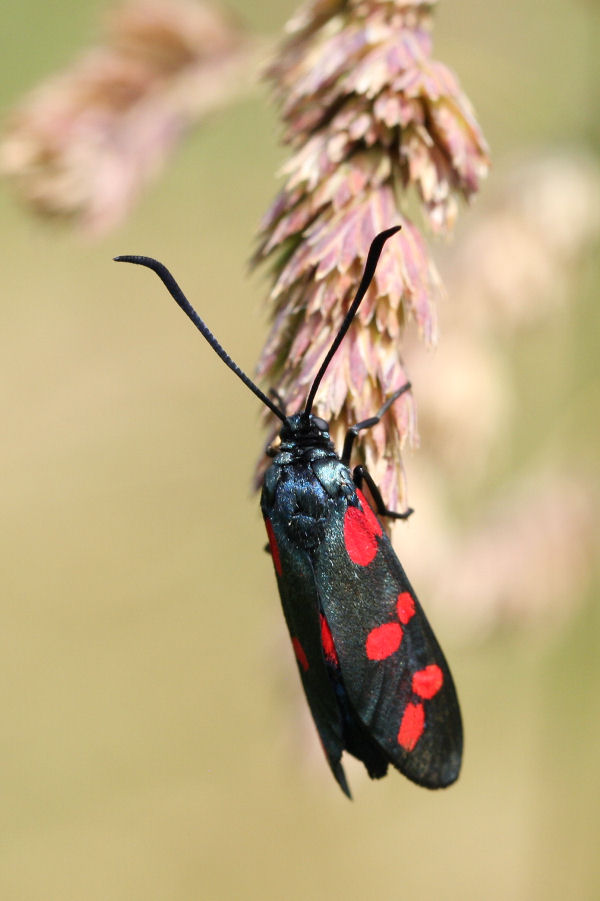 dubbio su Zygaena sp.