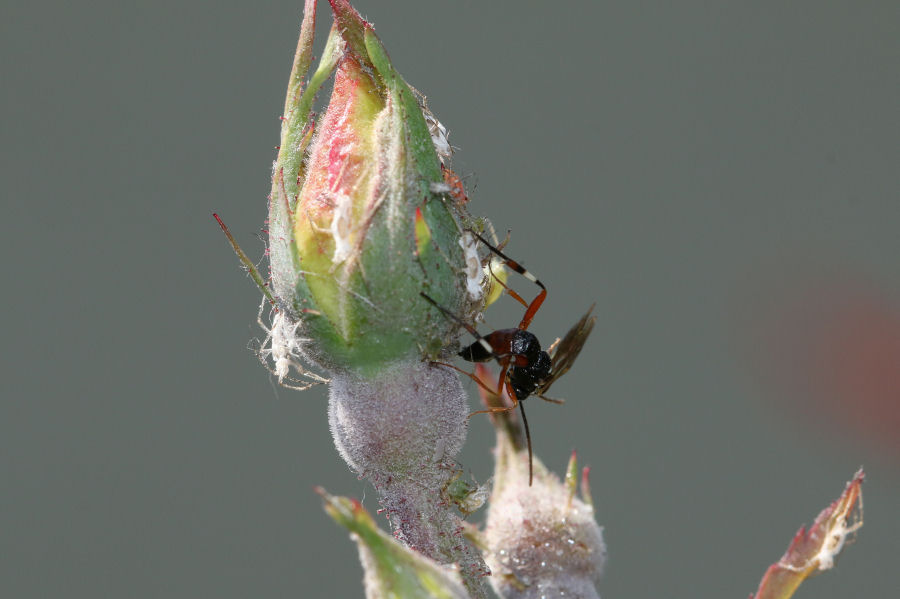 femmina di Diplazon laetatorius su rosa infestata di afidi