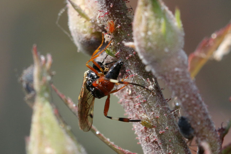 femmina di Diplazon laetatorius su rosa infestata di afidi