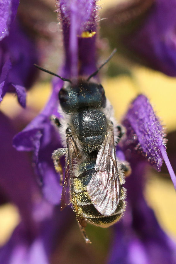 Osmia sp., Apidae Megachilinae