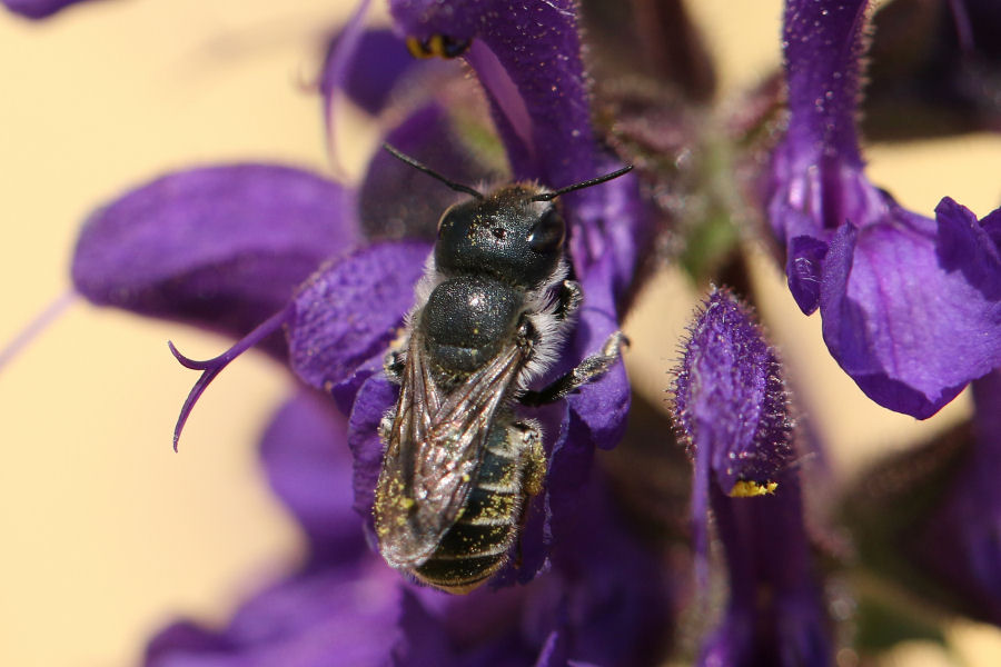 Osmia sp., Apidae Megachilinae