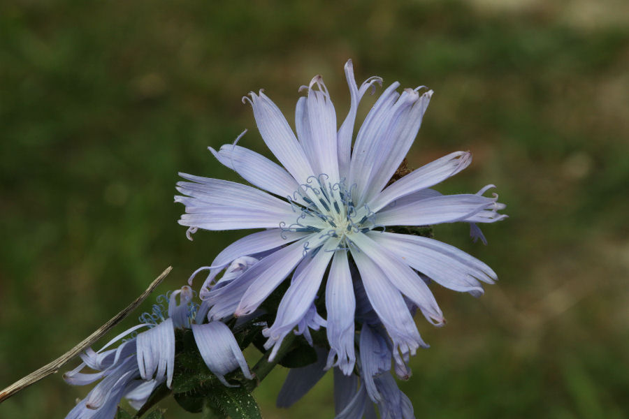 Strana cicoria - Chicorium intybus