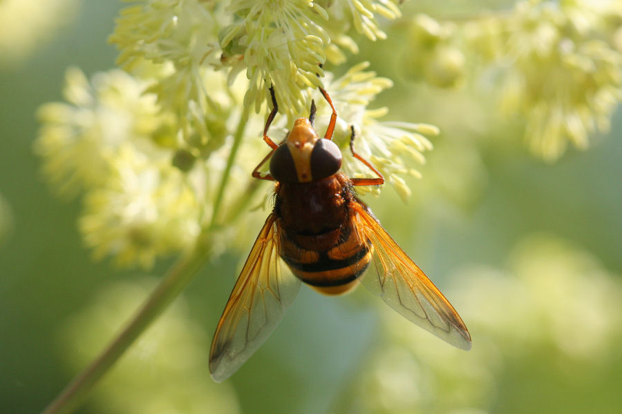 Syrphidae: Volucella zonaria femmina