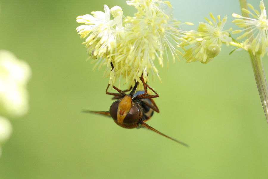 Syrphidae: Volucella zonaria femmina