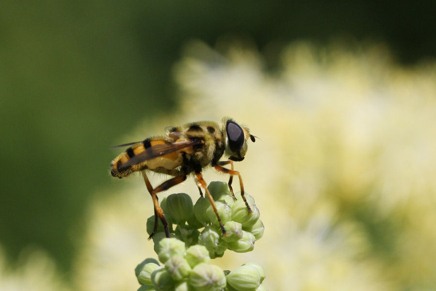 Volucella sp.? No. Myathropa florea