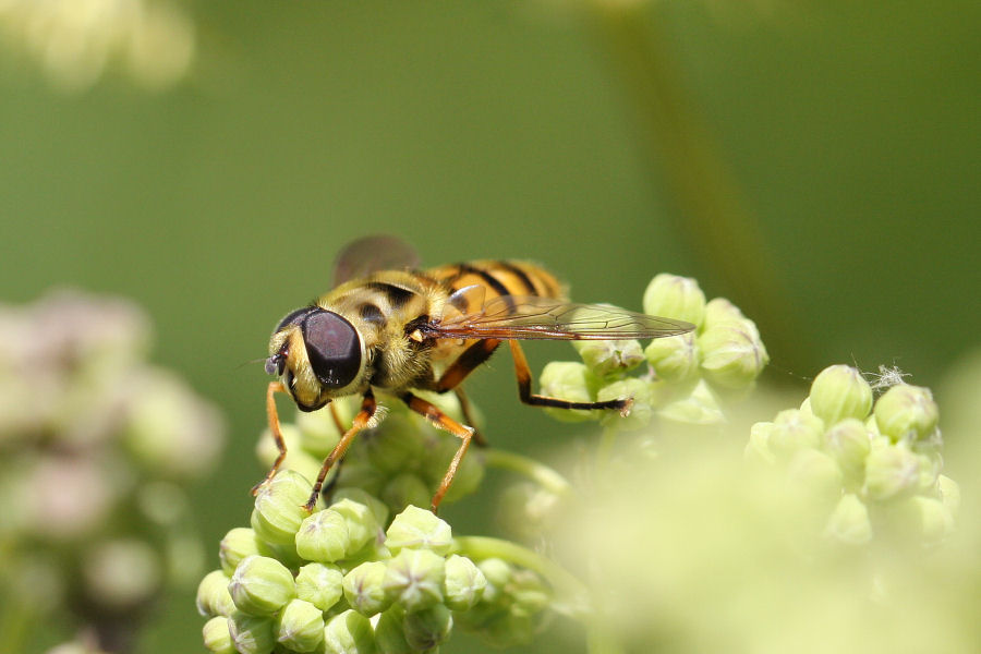 Volucella sp.? No. Myathropa florea