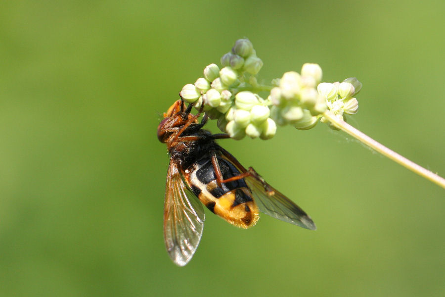 Syrphidae: Volucella zonaria femmina