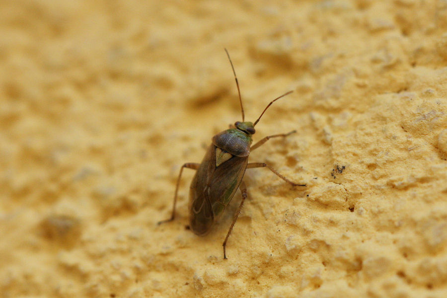 Miridae: Lygus rugulipennis? Lygus sp.