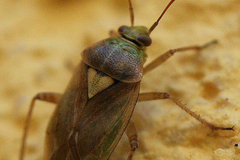 Miridae: Lygus rugulipennis? Lygus sp.