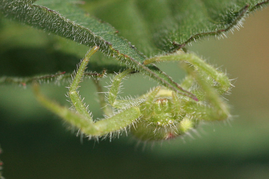 Thomisidae: Heriaeus sp. - Castelmaggiore (BO)