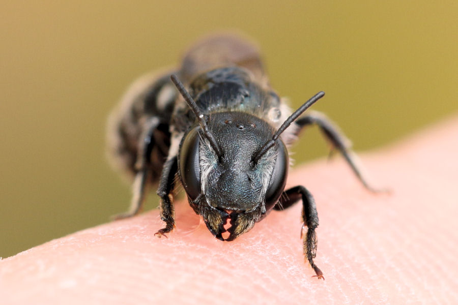 Osmia sp., Apidae Megachilinae