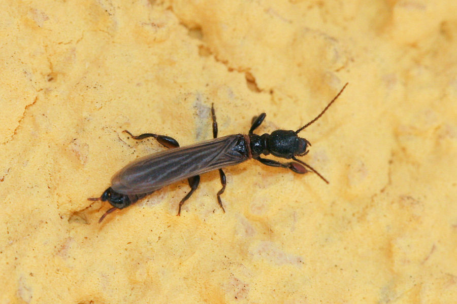 Embioptera Embiidae?