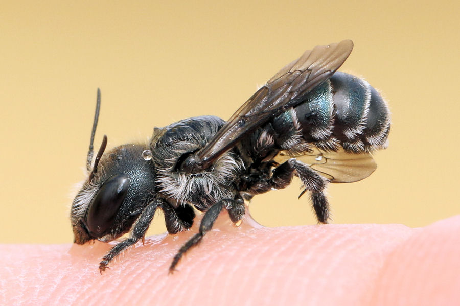 Osmia sp., Apidae Megachilinae