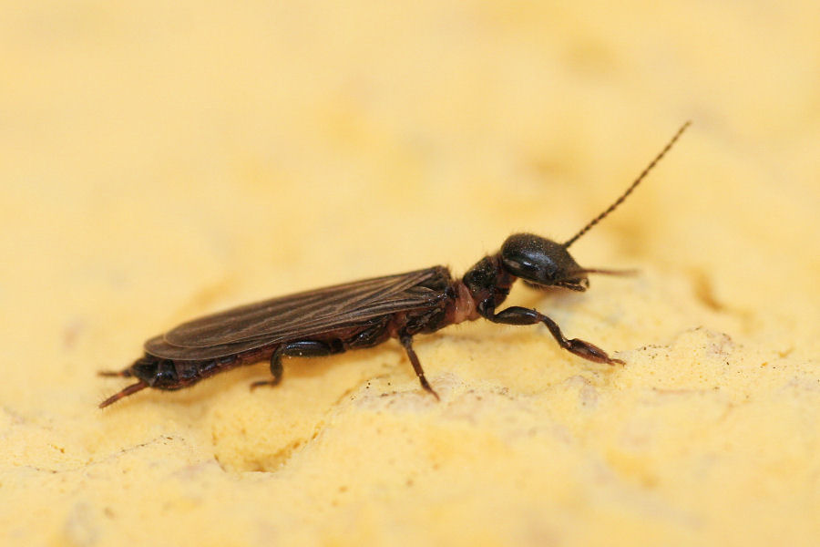 Embioptera Embiidae?