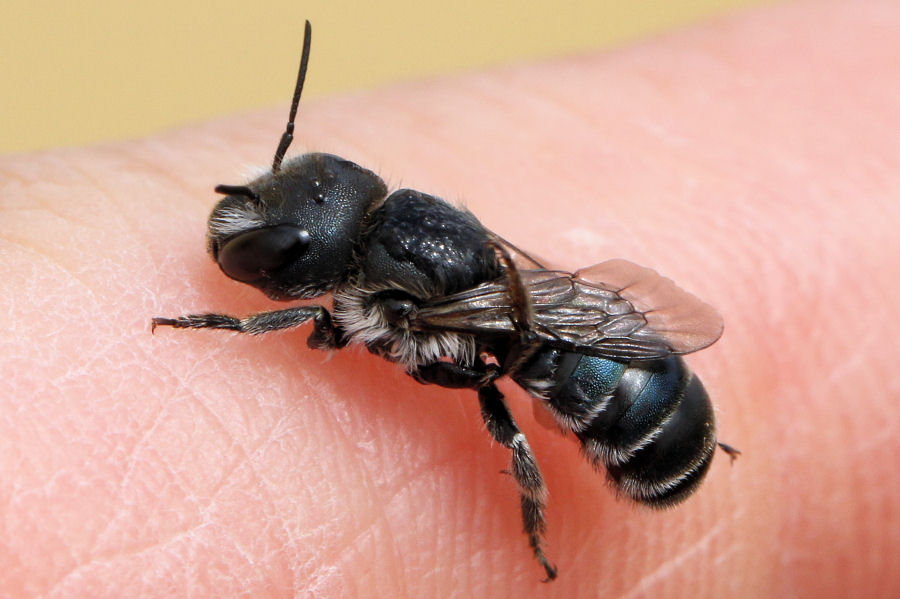 Osmia sp., Apidae Megachilinae