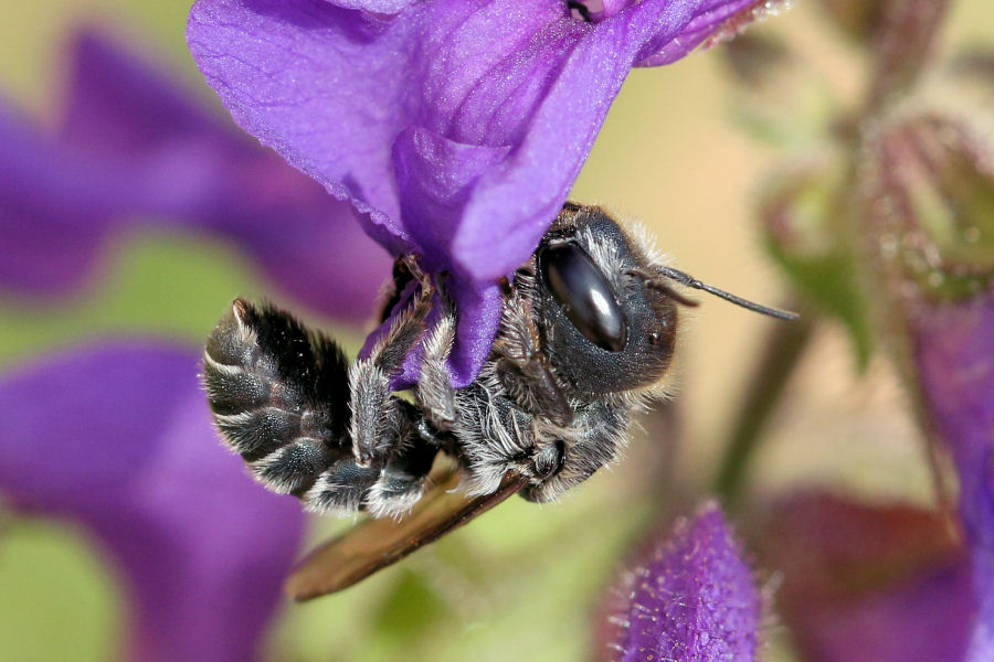 Osmia sp., Apidae Megachilinae