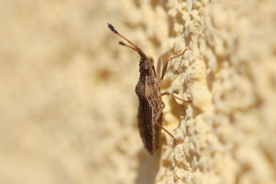 Coreidae: Spathocera lobata dell''Emilia (Bo)