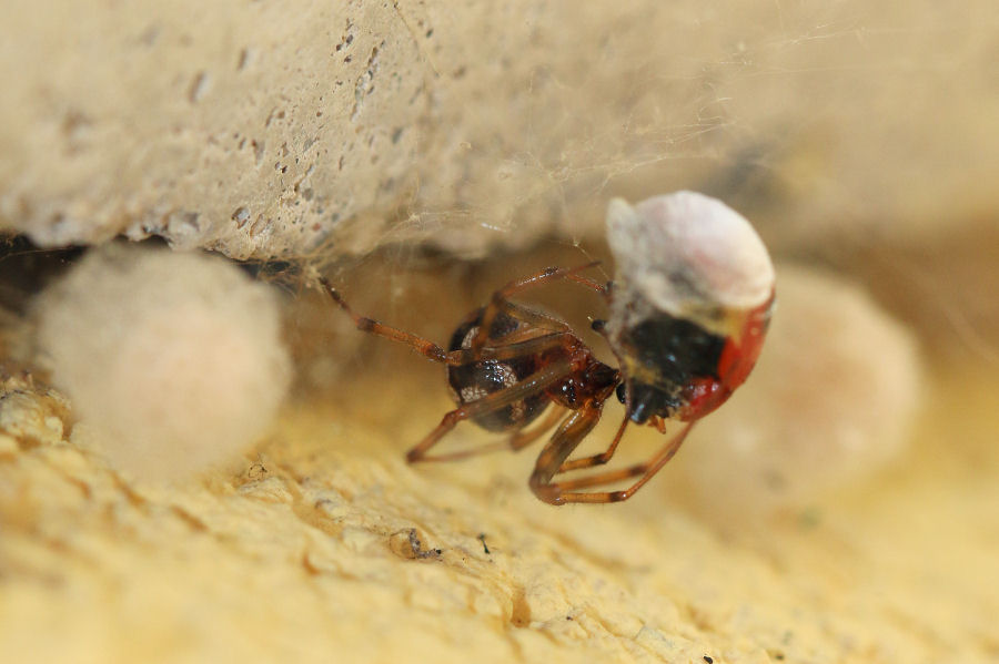 Steatoda triangulosa con prole - Castel Maggiore (BO)
