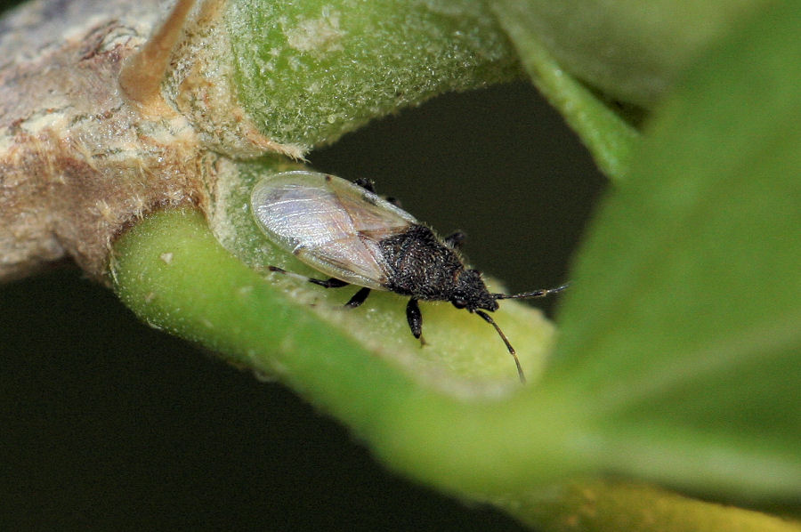 Lygaeidae: muta di Oxycarenus hyalinipennis