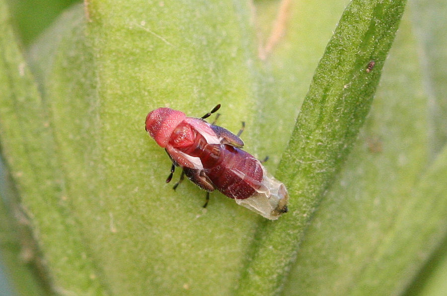 Lygaeidae: muta di Oxycarenus hyalinipennis
