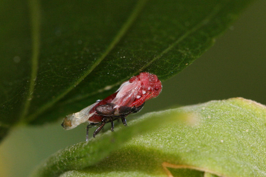 Lygaeidae: muta di Oxycarenus hyalinipennis