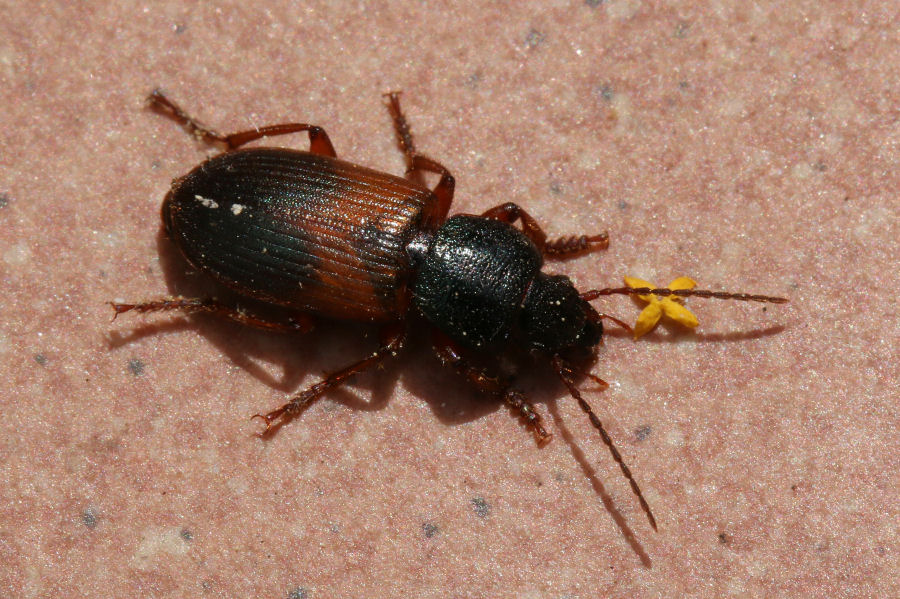 id. Carabidae: Gynandromorphus etruscus
