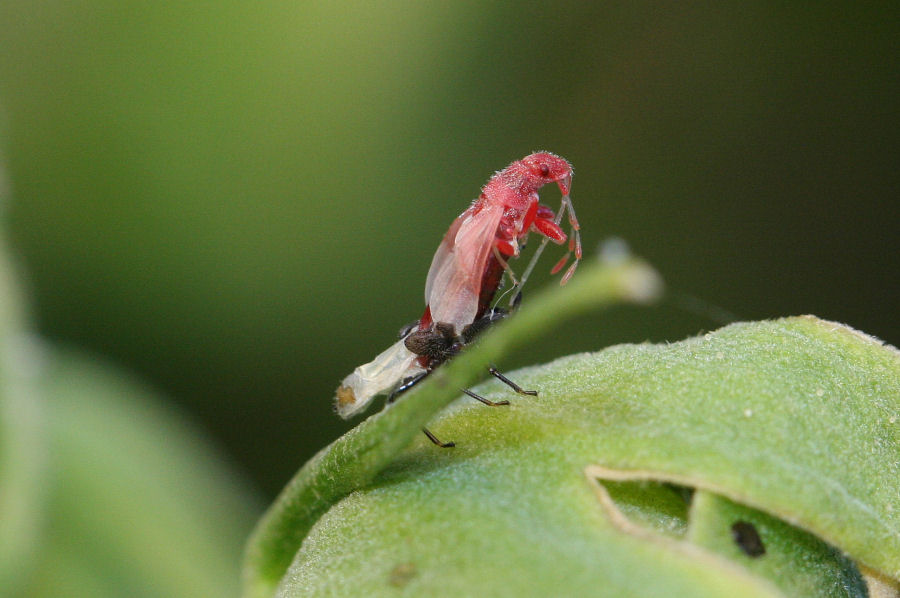 Lygaeidae: muta di Oxycarenus hyalinipennis