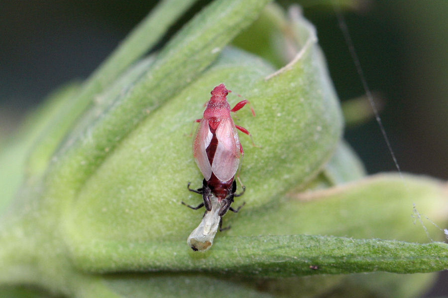 Lygaeidae: muta di Oxycarenus hyalinipennis