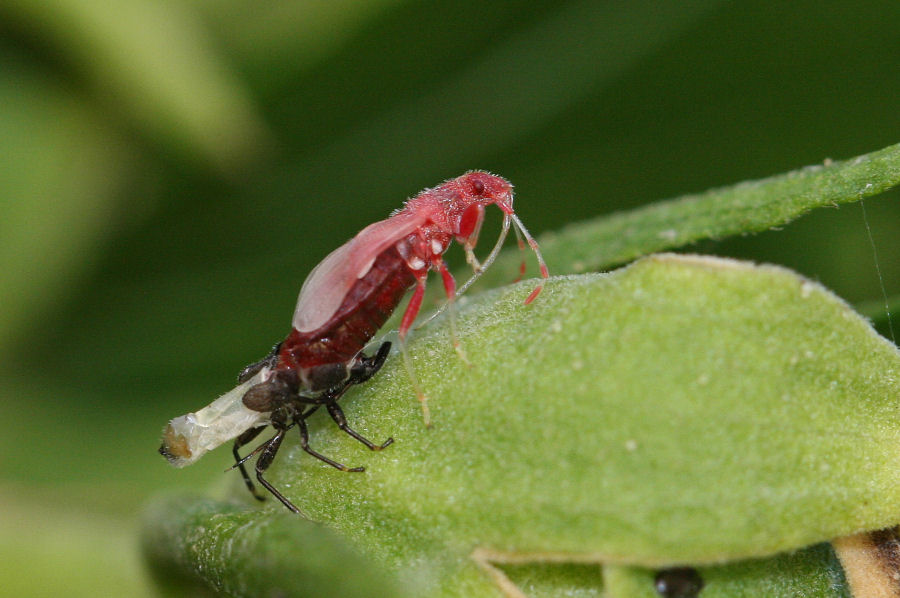 Lygaeidae: muta di Oxycarenus hyalinipennis