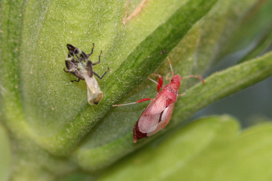 Lygaeidae: muta di Oxycarenus hyalinipennis