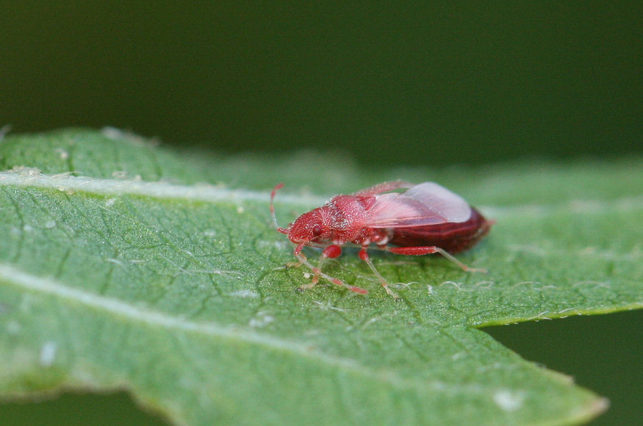 Lygaeidae: muta di Oxycarenus hyalinipennis