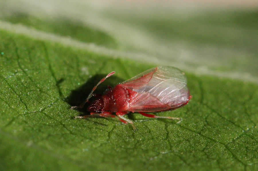 Lygaeidae: muta di Oxycarenus hyalinipennis