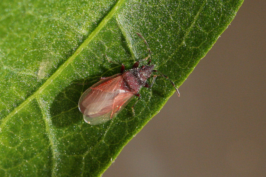 Lygaeidae: muta di Oxycarenus hyalinipennis