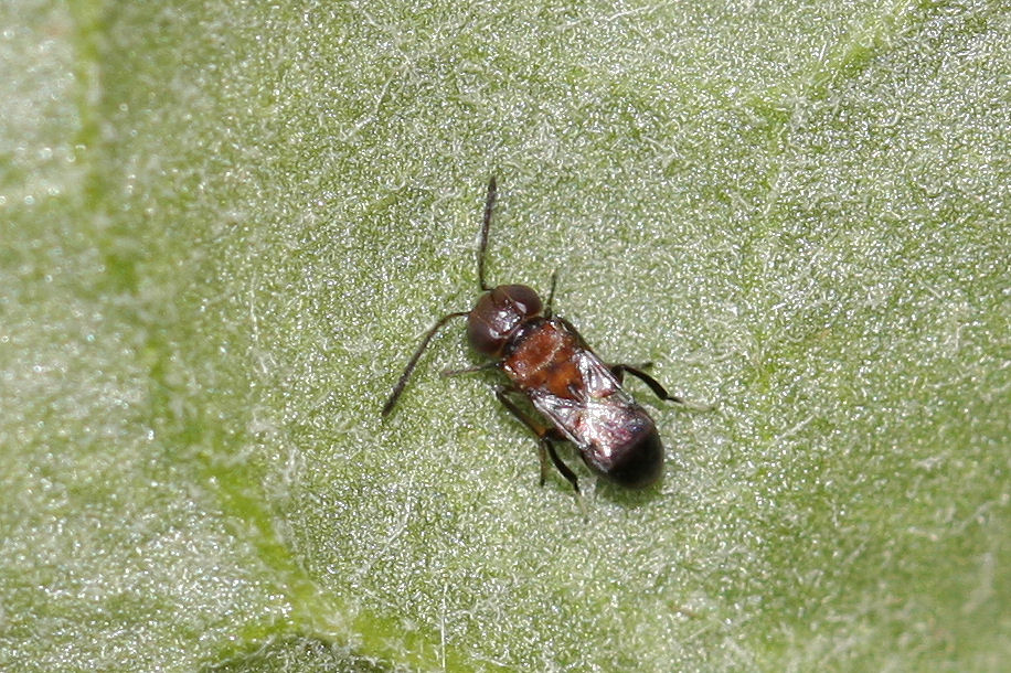 Microimenottero: Encyrtidae