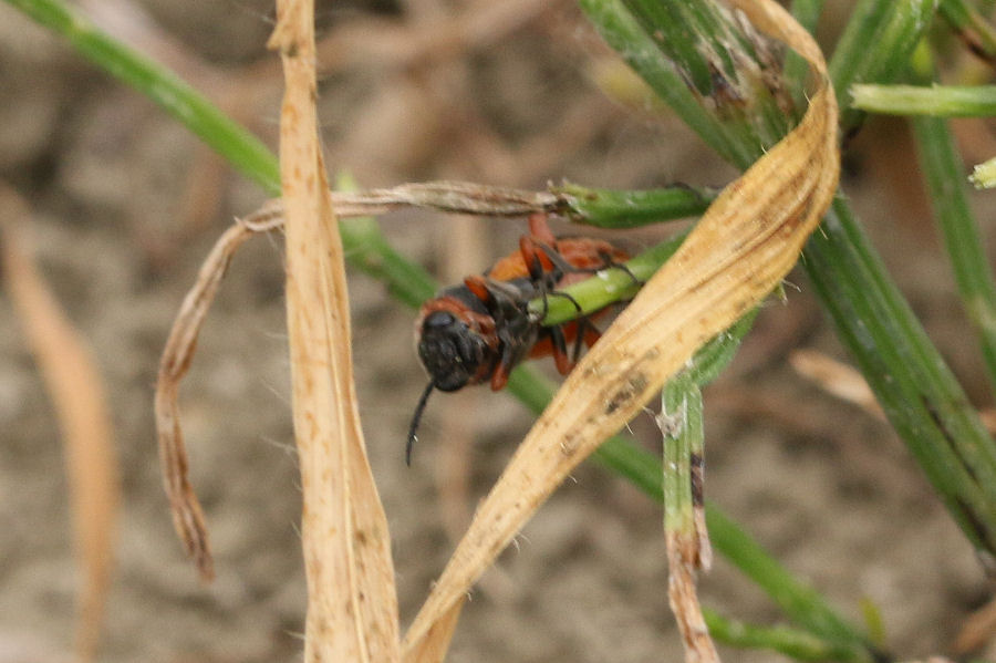 Dolerus germanicus, Tenthredinidae