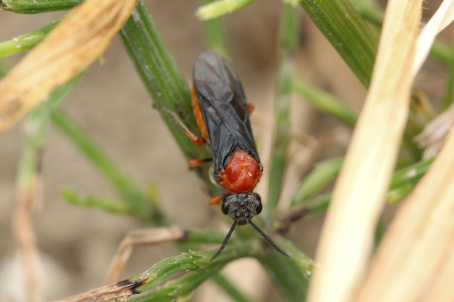 Dolerus germanicus, Tenthredinidae