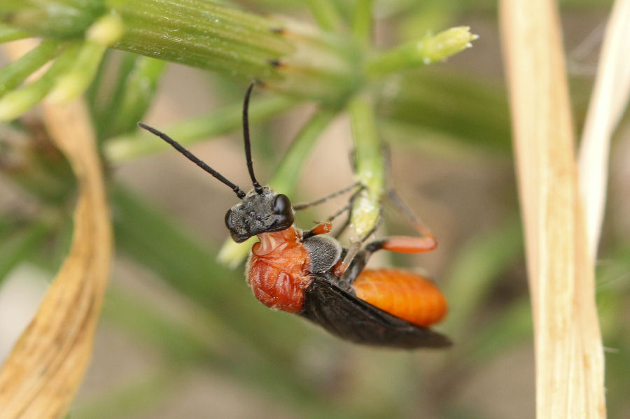 Dolerus germanicus, Tenthredinidae