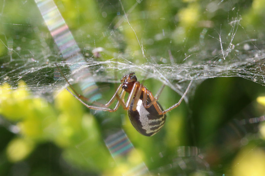 Linyphiidae: Neriene radiata ?  No, Frontinellina frutetorum, femmina